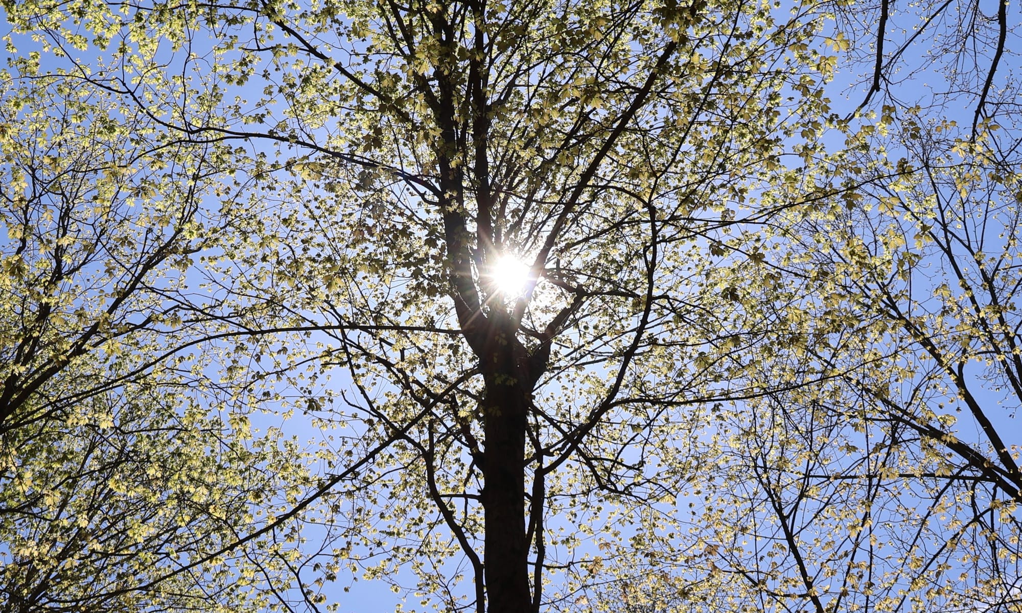 A tree and it's green leafy branches are silhouetted with a blue sky behind, and other trees branches surrounding. The sun is shining brightly through the branches of the central tree ~ photo by Emma Rose 