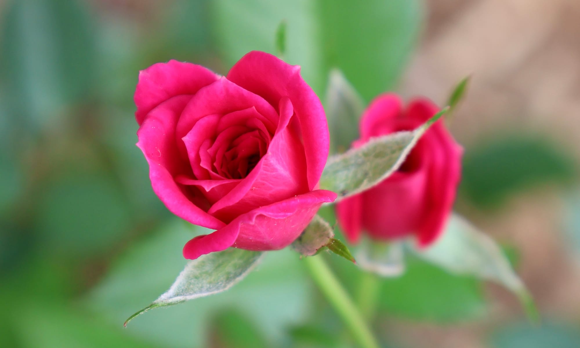 In the foreground a pink rose is beginning to bloom, with another blurry pink rose behind with blurred green leaves in the background ~ photo by the author of this note, Emma Rose