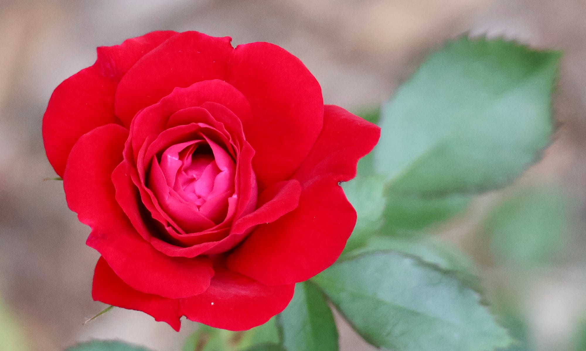 A red rose in bloom, surrounded by blurred green leaves and earth in the background ~ photo by the author of this note, Emma Rose 
