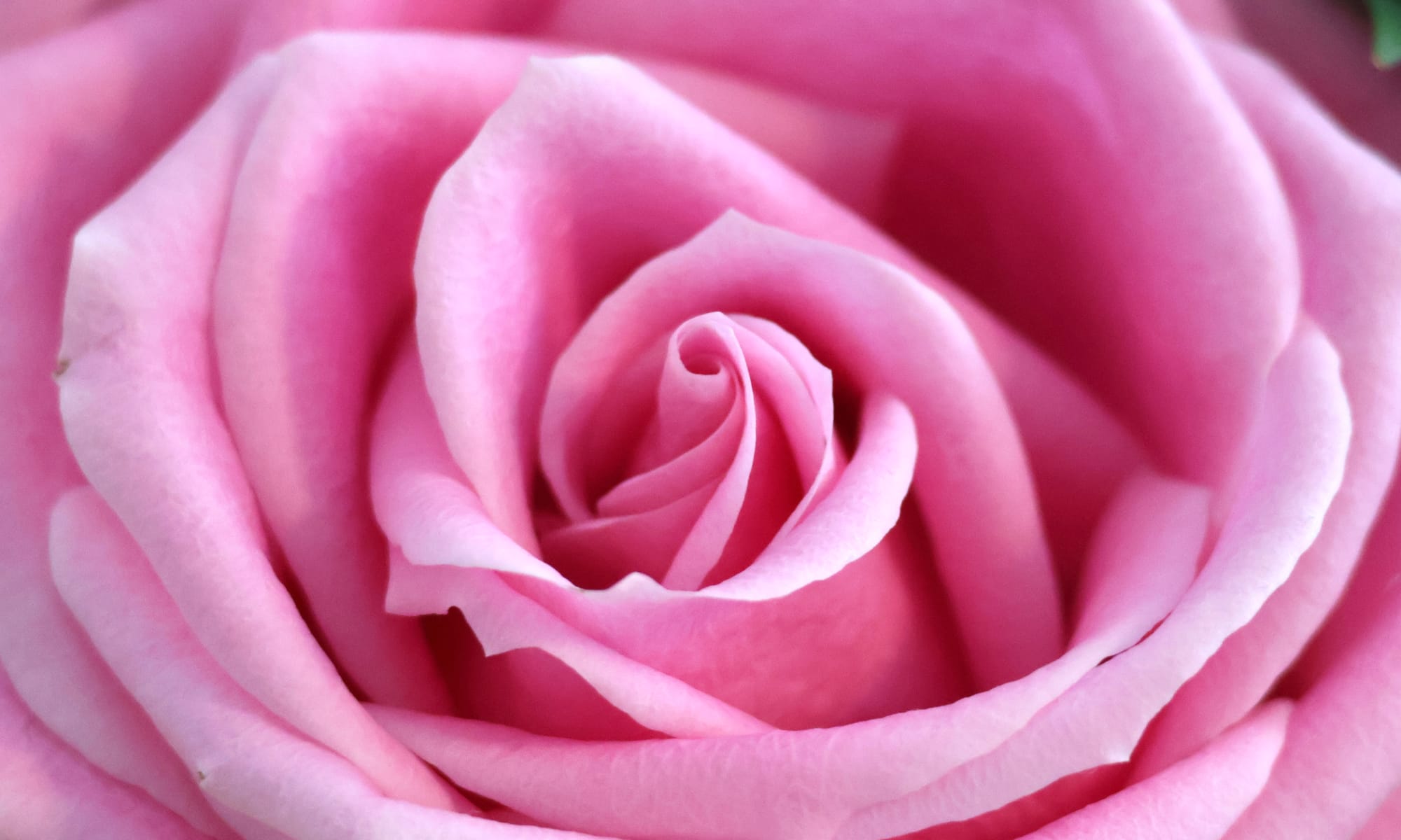 A close up macro of a pink rose in bloom ~ photo by Emma Rose