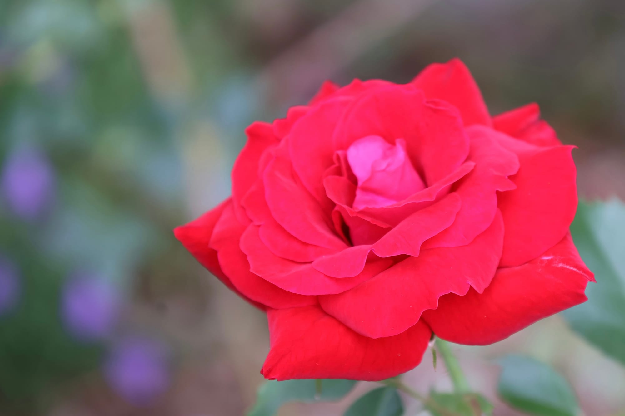 Red Rose in bloom